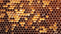 Macro nature honeycomb honey