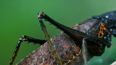 Macro nature insects grasshopper
