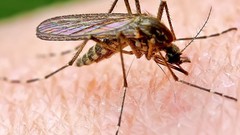 Macro nature insects mosquito