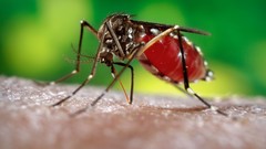 Macro nature insects mosquito parasite