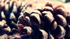 Macro nature pinecones depth of field