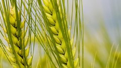 Macro nature Plants spikes