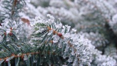 Macro nature snow evergreens
