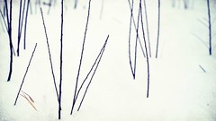 Macro nature snow winter twig white