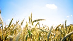 Macro nature spikelets sunlight skyscapes depth of field