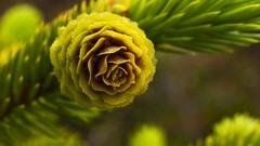 Macro nature spruce pinecones HDR Photography depth of field