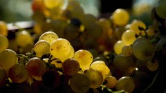 Macro nature summer light grapes Fruits Basket fruits golden