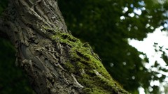 Macro nature Trees moss bark depth of field
