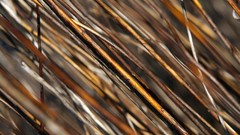 Macro nature twig stick depth of field