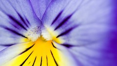 Macro pansies purple flowers