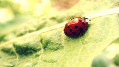Macro Perth ladybirds