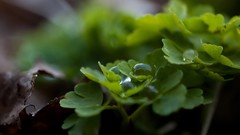 Macro Plants Herbs ground