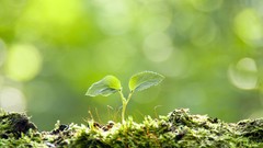 Macro Plants sprouts
