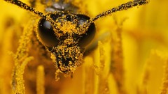 Macro pollen bees