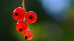 Macro redcurrant