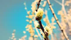 Macro spring buds