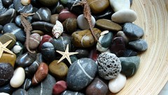 Macro stones shells starfish decor seahorses