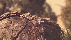Macro stump Wood
