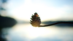 Macro sunlight pinecones