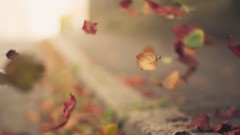 Macro sunset Flowers leaves nature sun autumn lights close-up 