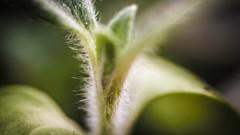 Macro vegetation Green flora