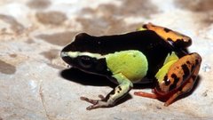 Madagascar Frogs amphibians