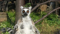 Madagascar lemur ring-tailed lemurs