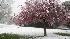 Madeira and snow nature