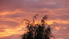 Magical sunset by monkey