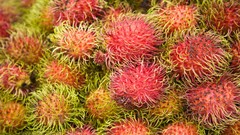 Malaysia kuala lumpur market