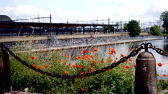 Malmo Station red Poppies