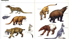 Mammals