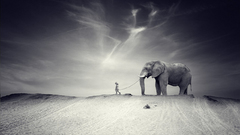 Mammals Animals elephants