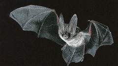 Mammals bats