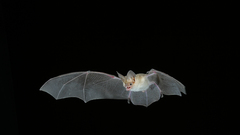 Mammals bats