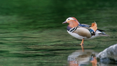 Mandarin duck kill them