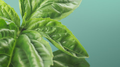 Mandolux basil Green Plant