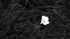 Mandolux Flowers flower