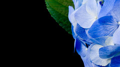Mandolux hydrangea Flowers flower