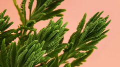 Mandolux lavender dual solutions