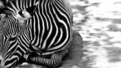 Mandolux zebra Animals animal