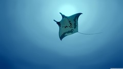 Manta ray Sea Life