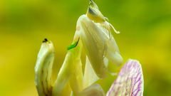 Mantis high luc viatour Resolution coronatus hymenopus