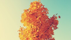 maple leaves nature fall Trees sky Plants