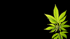 Marijuana black background
