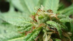 Marijuana bud