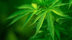 Marijuana drugs weed miarijuana