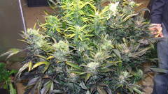 Marijuana pot ditchweed