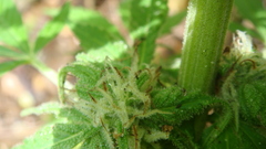 Marijuana weed miarijuana