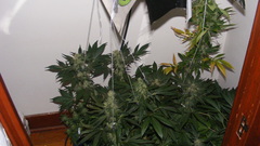 Marijuana weed miarijuana